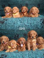 Australian labradoodle pups met stamboom, Overige rassen, 8 tot 15 weken, CDV (hondenziekte), Meerdere
