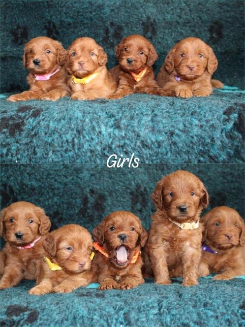 Australian labradoodle pups met stamboom, Dieren en Toebehoren, Honden | Retrievers, Spaniëls en Waterhonden, Meerdere dieren