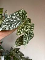 Begonia snowcap, gewortelde kopstek, Huis en Inrichting, Kamerplanten, Ophalen of Verzenden, Halfschaduw, Minder dan 100 cm