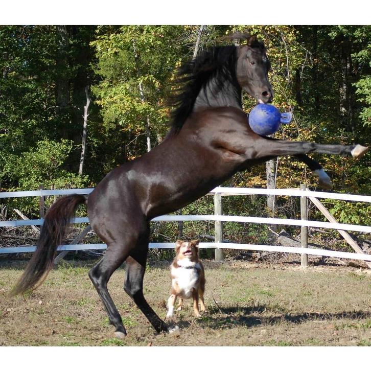 Jolly Ball 25cm Speelbal, Donkerblauw, Dieren en Toebehoren, Paarden en Pony's | Overige Paardenspullen, Nieuw, Ophalen of Verzenden