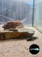 Sewellia lineolata - Tijger gastromyson, Dieren en Toebehoren, Vissen | Aquariumvissen, Vis, Zoetwatervis