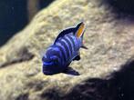Pseudotropheus Mpanga( malawi cichlide / eigen foto’s), Vis