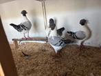 Gratis!! 4 Duitse Modena, Dieren en Toebehoren, Vogels | Duiven, Meerdere dieren, Overige soorten