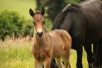 New Forest Veulen, Dieren en Toebehoren, Dressuurpony, Niet van toepassing, 0 tot 2 jaar, Hengst