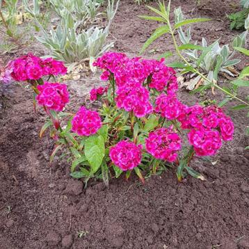 Duizendschoon roze en wit/lichtroze beschikbaar voor biedingen