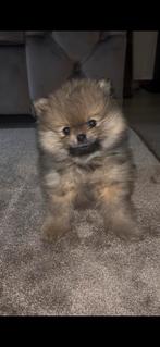 Bear face mini pomeriaans, Overige rassen, 8 tot 15 weken, Parvo, Meerdere