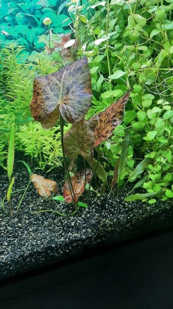 2 x pakketje aquarium planten  beschikbaar voor biedingen