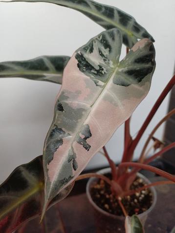 Alocasia Bambino Pink knolletjes beschikbaar voor biedingen