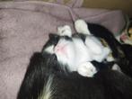 Kittens, Dieren en Toebehoren, Katten en Kittens | Overige Katten, Meerdere dieren, Kortharig, 0 tot 2 jaar