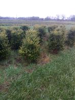 ilex crenata green hedge buxus vervanger, Tuin en Terras, Planten | Struiken en Hagen, Minder dan 100 cm, Buxus, Struik, Ophalen