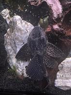 2 plecos, Dieren en Toebehoren, Schildpad, 0 tot 2 jaar