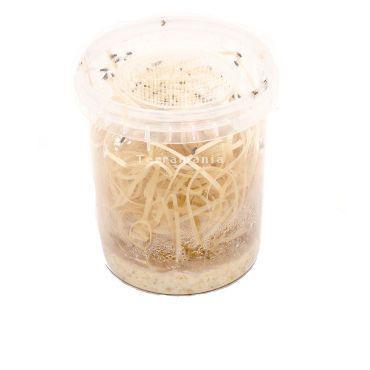 Verse fruitvliegen in potje beschikbaar (groot & klein), Dieren en Toebehoren, Reptielen en Amfibieën