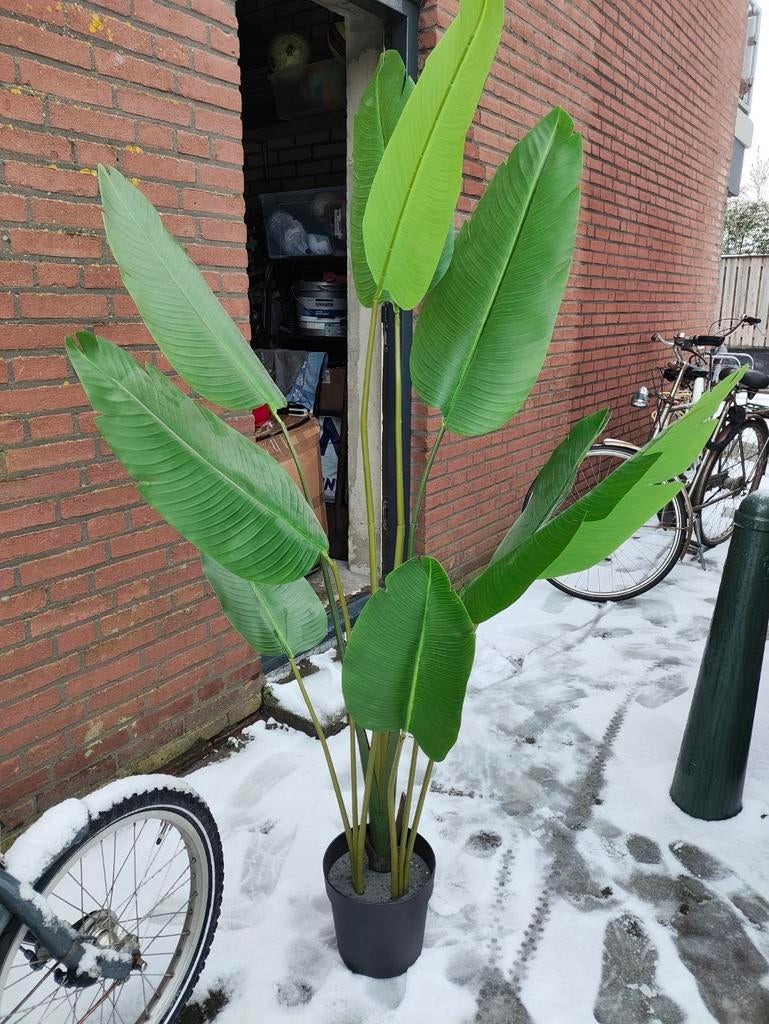 Kunstplant Philodendron Gigantea 175cm - Nieuwstaat, Ophalen