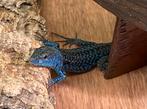 Podarcis siculus paulae - Blauwe ruinehagedis, Hagedis, 0 tot 2 jaar