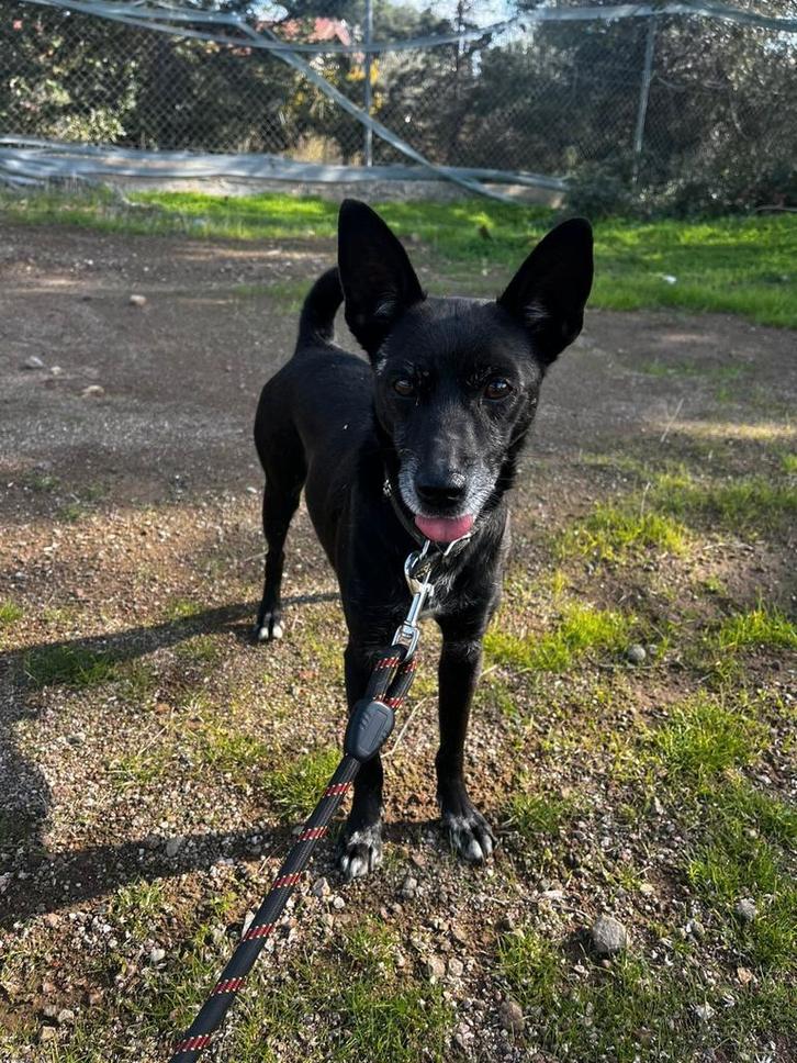 Pinchi verblijft in Cyprus, Dieren en Toebehoren, Honden | Herdershonden en Veedrijvers, Reu, Overige rassen, Handelaar, Eén hond