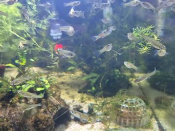 Guppy endler/tijger mix en mollys   beschikbaar voor biedingen