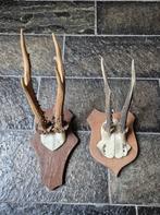 2 Ree geweien samen € 13 jacht mancave overkapping e59, Ophalen of Verzenden, Gebruikt, Hert, Gewei of Kop