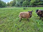 Ouessant ram 2025, Dieren en Toebehoren, Schapen, Geiten en Varkens, Mannelijk, Schaap