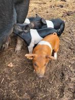 Te koop Husumer  Deense Duroc biggen, Dieren en Toebehoren, Schapen, Geiten en Varkens, Meerdere dieren, Varken, 0 tot 2 jaar