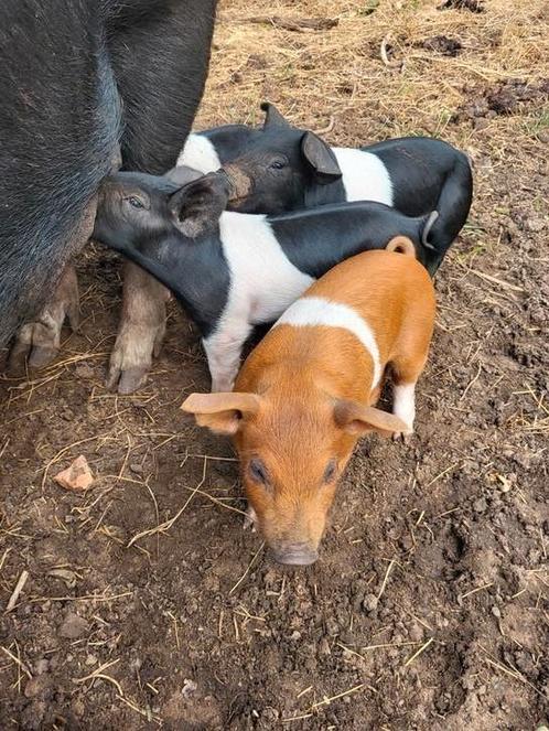 Te koop Husumer  Deense Duroc biggen, Dieren en Toebehoren, Schapen, Geiten en Varkens, Varken, Meerdere dieren, 0 tot 2 jaar