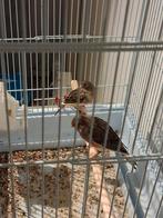 Mooie Harlakijn kanaries zonder kooi iemand interesse, Dieren en Toebehoren, Vogels | Kanaries, Meerdere dieren, Kleurkanarie