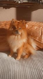Mooi hond ras om de fokken, Dieren en Toebehoren, Honden | Chihuahua's en Gezelschapshonden, Overige rassen, CDV (hondenziekte)