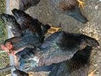 Barnevelder goud  groot, Dieren en Toebehoren, Pluimvee, Mannelijk, Kip