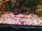 Zoetwater garnalen (mix), Dieren en Toebehoren, Vissen | Aquariumvissen, Kreeft, Krab of Garnaal, Zoetwatervis, Schoolvis