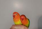 Agapornis, Dieren en Toebehoren, Vogels | Parkieten en Papegaaien, Meerdere dieren, Dwergpapegaai of Agapornis