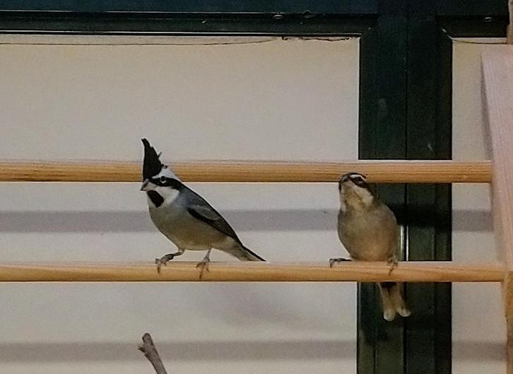 Boliviaanse bergkardinalen en Groene Kardinalen 2025, Dieren en Toebehoren, Vogels | Overige Vogels, Tropenvogel, Meerdere dieren