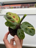 Maranta variegata plantjes te koop, Huis en Inrichting, Kamerplanten, Ophalen of Verzenden, Overige soorten, Minder dan 100 cm