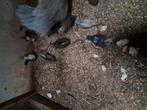 Kuikens, Dieren en Toebehoren, Pluimvee, Meerdere dieren, Kip