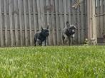 2 prachtige franse bulldog teefje zoeken een 5* huisje, CDV (hondenziekte), Particulier, Meerdere, Bulldog