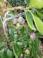 Pruimen boom, Ophalen of Verzenden