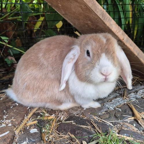 Leuke voedster, Dieren en Toebehoren, Konijnen, Klein, Vrouwelijk, 0 tot 2 jaar, Hangoor