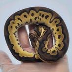 1.1 Orange Dream Blackhead Clown 66% het Pied ball python, Slang, 0 tot 2 jaar