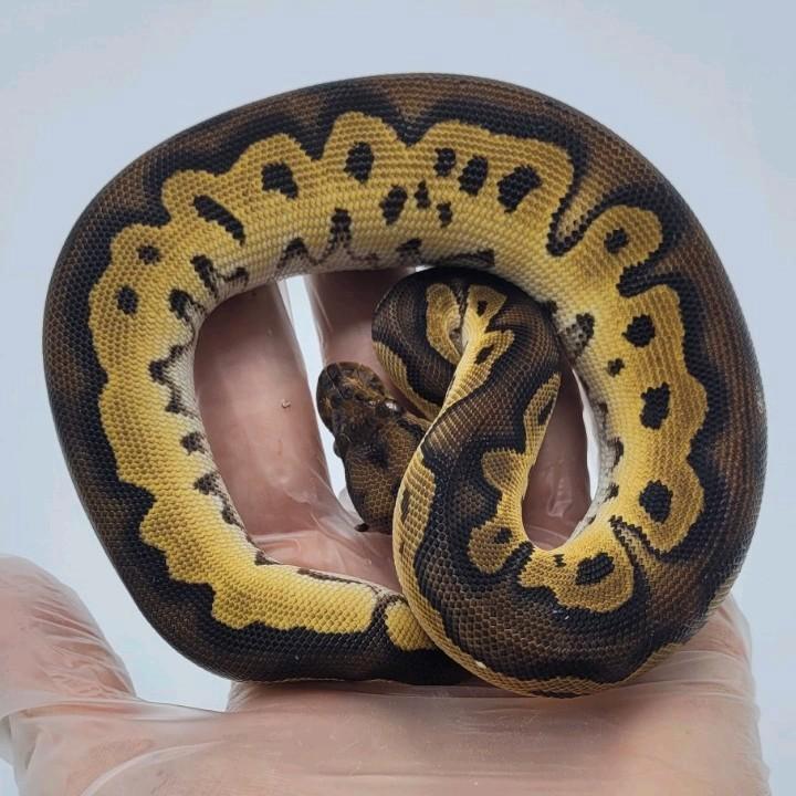 1.1 Orange Dream Blackhead Clown 66% het Pied ball python, Dieren en Toebehoren, Reptielen en Amfibieën, Slang, 0 tot 2 jaar