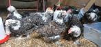 Faverolles haan, Dieren en Toebehoren, Pluimvee, Mannelijk, Kip