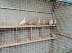 Tortelduifjes en 1 kip mag vandaag opgehaald worden, Dieren en Toebehoren, Ophalen of Verzenden