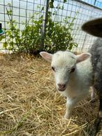 Ouessant ram lam tekoop., Mannelijk, Schaap, 0 tot 2 jaar