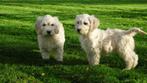 Golden Cocker Doodle pups (Geheel verzorgd), Dieren en Toebehoren, Nederland, Overige rassen, CDV (hondenziekte), 8 tot 15 weken