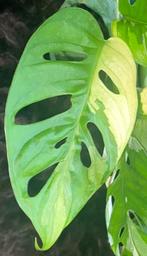 Monstera Adansonii Albo #1, Overige soorten, Minder dan 100 cm, Groene kamerplant, Halfschaduw