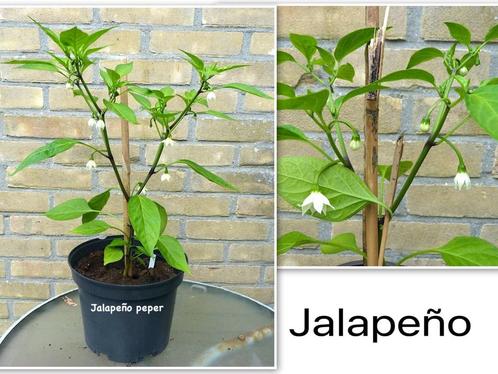 Heel veel planten=>    kruiden - fruit en kamerplanten, Tuin en Terras, Planten | Tuinplanten, Overige soorten, Volle zon, Zomer