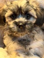 Schitterende Boomer pups Maltezer met Lhasa Apso, Dieren en Toebehoren, Honden | Chihuahua's en Gezelschapshonden, CDV (hondenziekte)