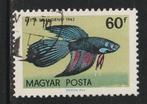 Hongarije 1962 - Siamese vechtvis, Ophalen of Verzenden, Gestempeld