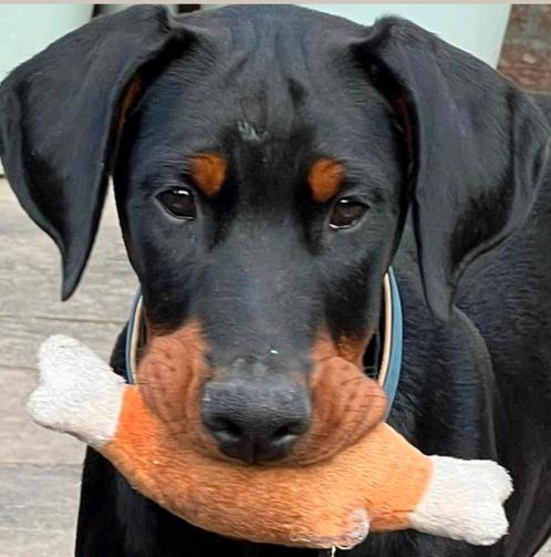 Dobermann puppy te koop, Dieren en Toebehoren, Honden | Bulldogs, Pinschers en Molossers, Meerdere dieren, Overige rassen, Fokker | Hobbymatig