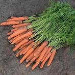 Uit de biologische moestuin: Zomerwortelen, zaden., Ophalen of Verzenden, Voorjaar, Volle zon, Zaad