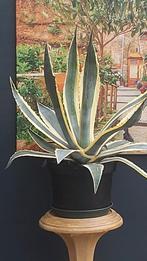 Agave, Huis en Inrichting, Kamerplanten, 100 tot 150 cm, Ophalen of Verzenden, In pot, Volle zon