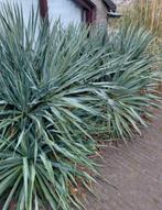 Yucca filamentosa, Tuin en Terras, Volle zon, Vaste plant, Herfst, Ophalen