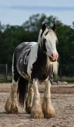 Mooie grote tinker merrie zoekt nieuwe plek., Merrie, Minder dan 160 cm, Recreatiepaard, 7 tot 10 jaar